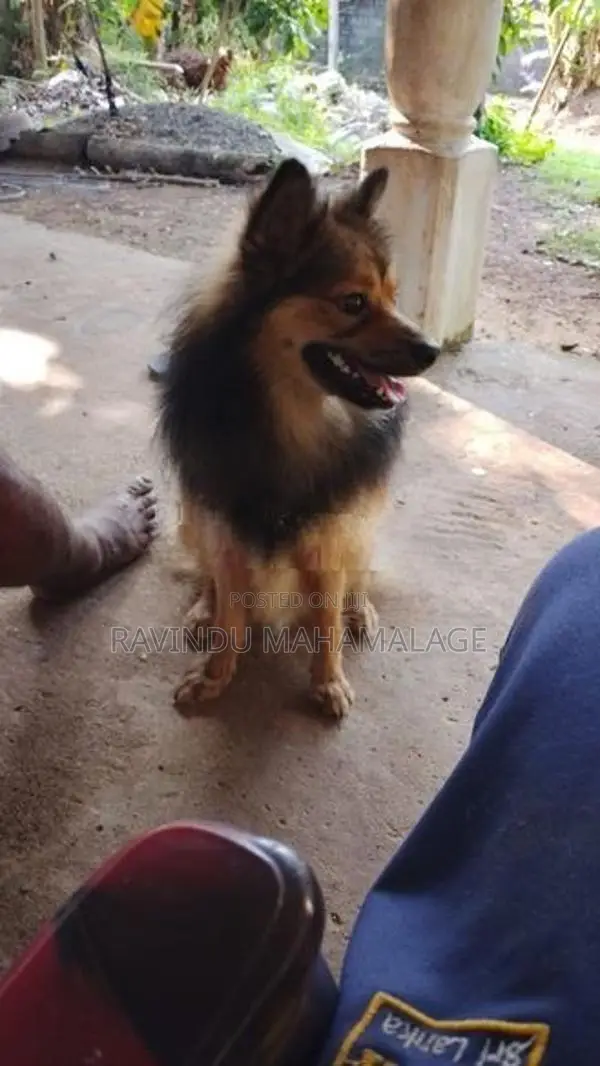 Pomeranian Dog Male