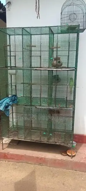 Bird Cage