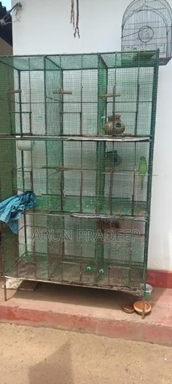 Bird Cage