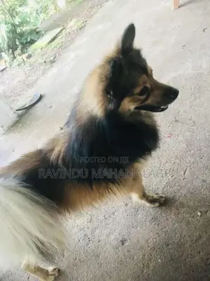 Pomeranian Dog Male