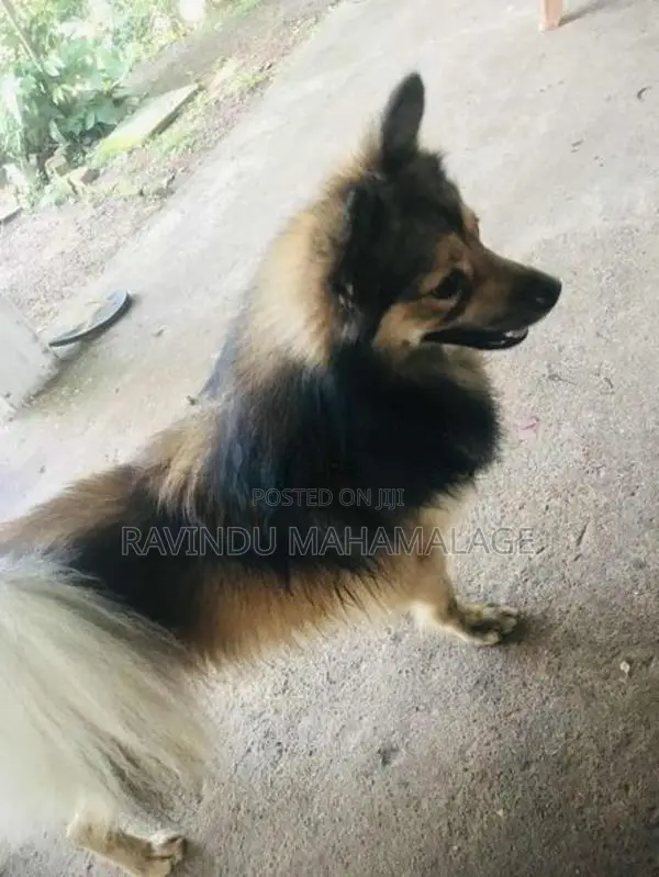 Pomeranian Dog Male