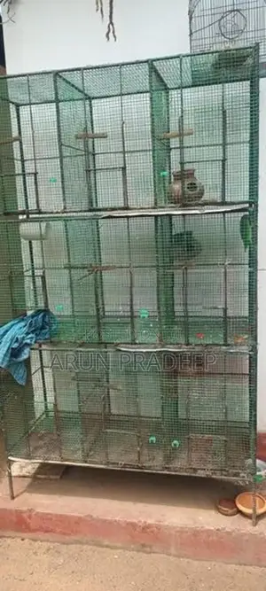 Bird Cage