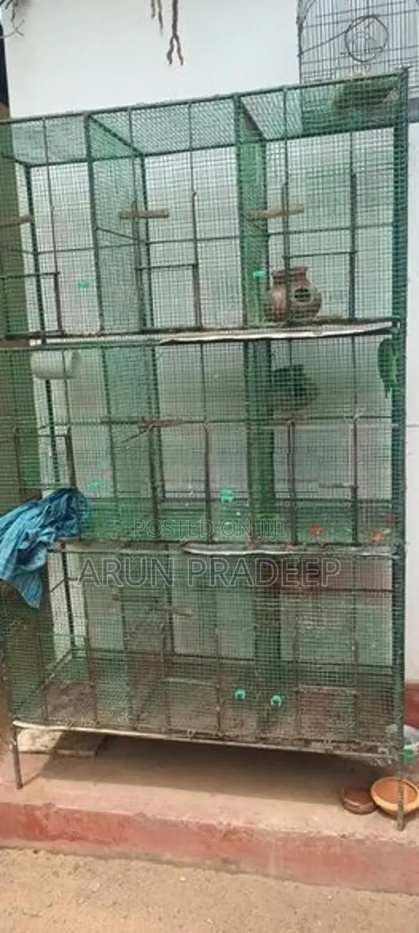 Bird Cage
