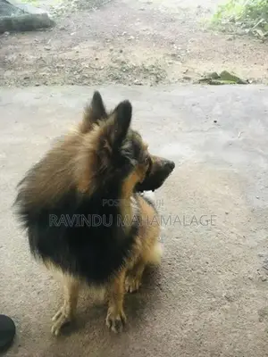 Pomeranian Dog Male