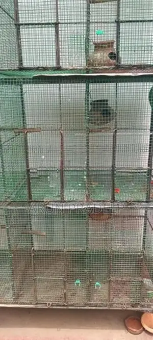 Bird Cage