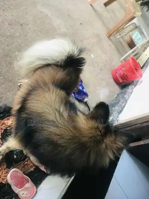 Pomeranian Dog Male