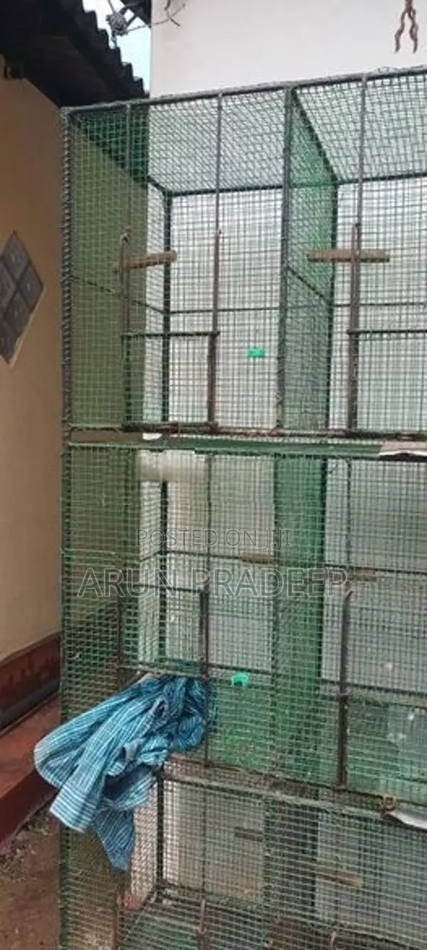 Bird Cage