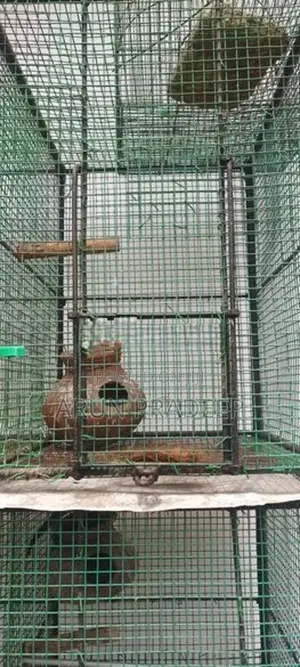 Bird Cage