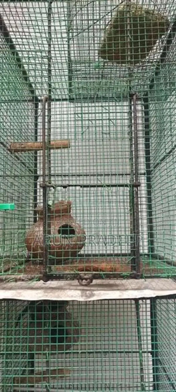 Bird Cage