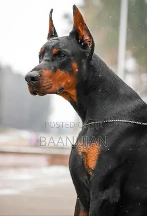 Doberman Puppies