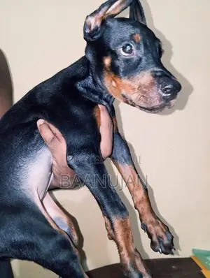 Doberman Puppies