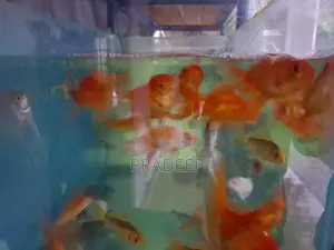 Gold Fish