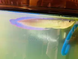 Silver Arowana