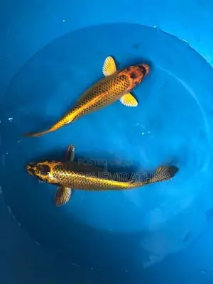 Matsuba Koi Fish