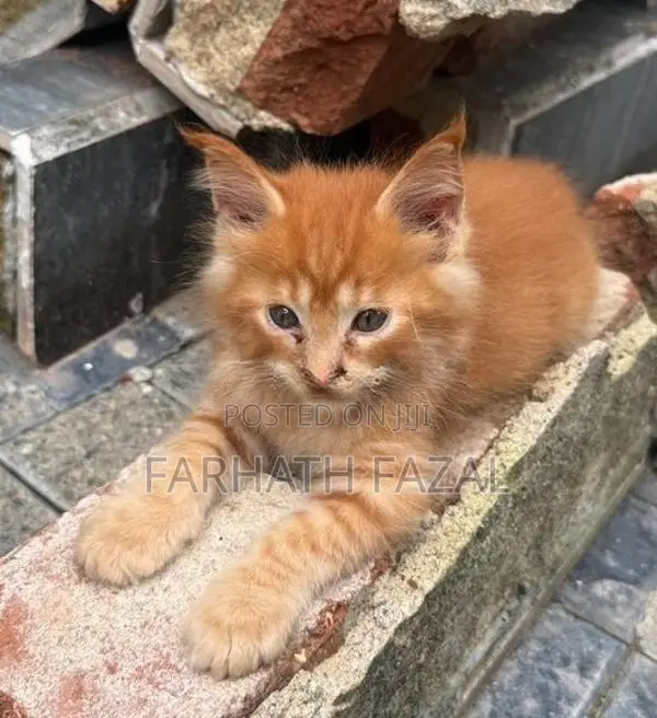 Maincoon kittens
