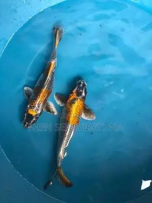 Matsuba Koi Fish