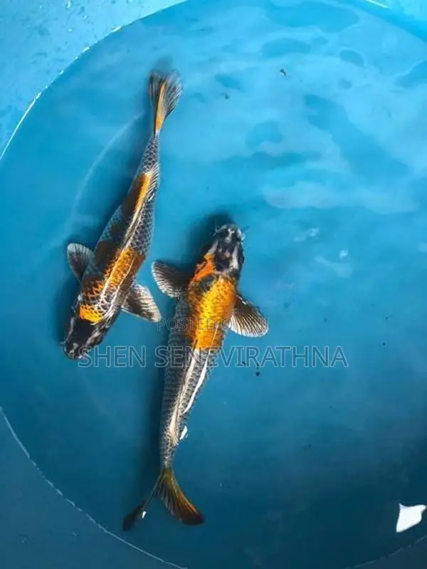 Matsuba Koi Fish