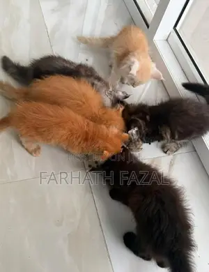 Maincoon kittens