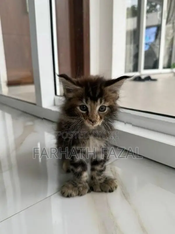 Maincoon kittens
