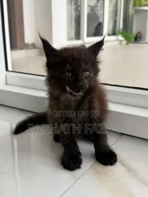 Maincoon kittens