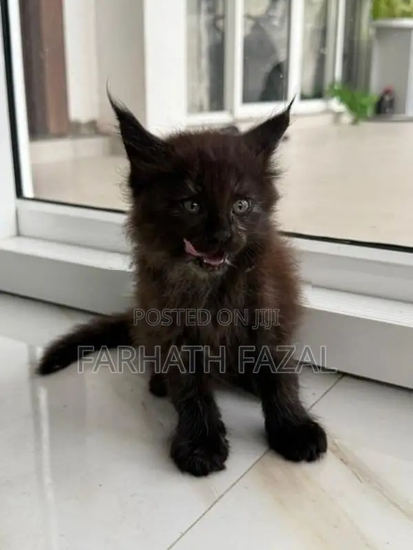 Maincoon kittens