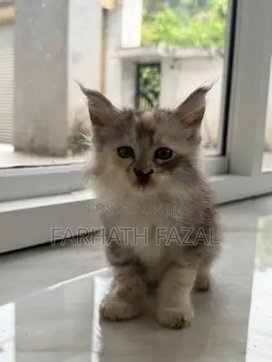 Maincoon kittens
