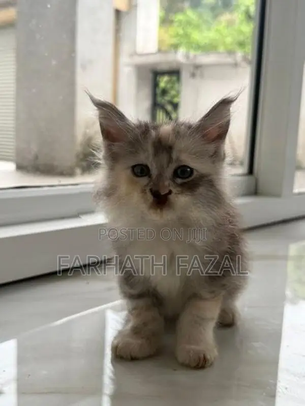 Maincoon kittens