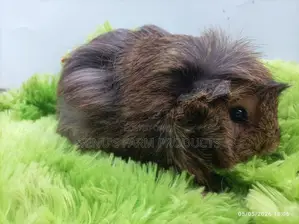 ගිනි පිග් සතුන්