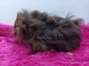 ගිනි පිග් සතුන්