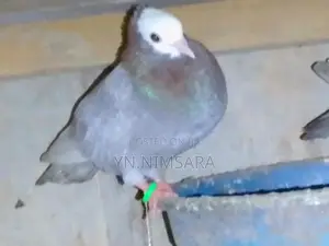 Mukinas Pigeon