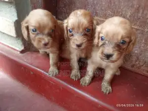 Cocker Spaniel Puppies