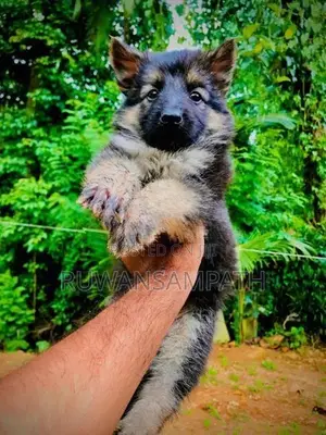 German Shepherd Puppies