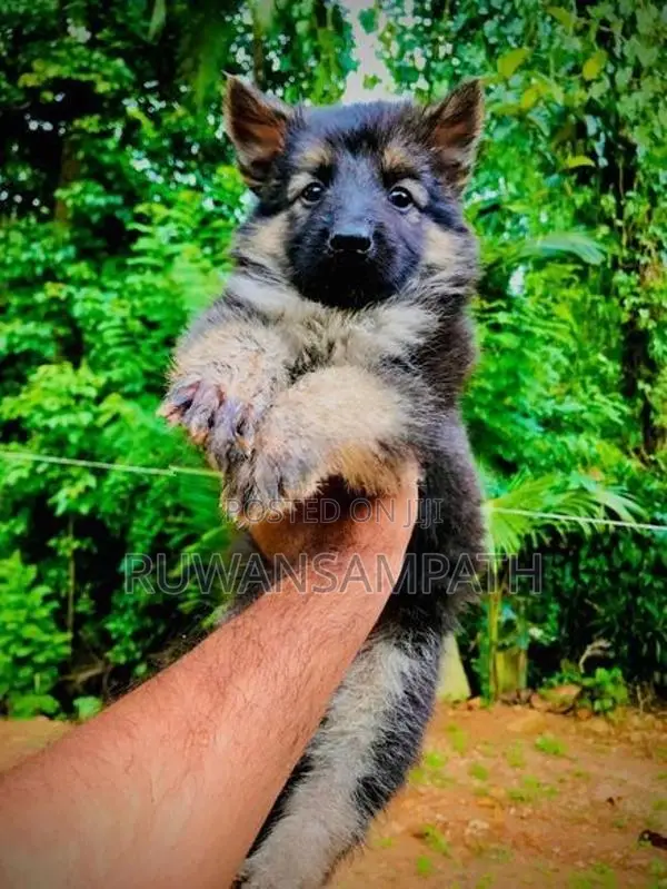 German Shepherd Puppies