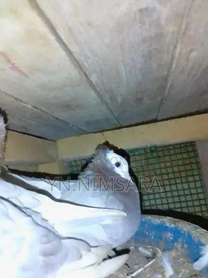 Mukinas Pigeon