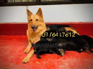 German Shepherd Puppies