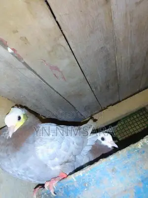 Mukinas Pigeon