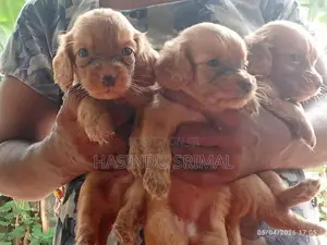 Cocker Spaniel Puppies
