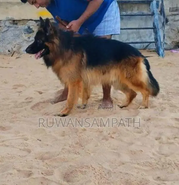 German Shepherd Puppies