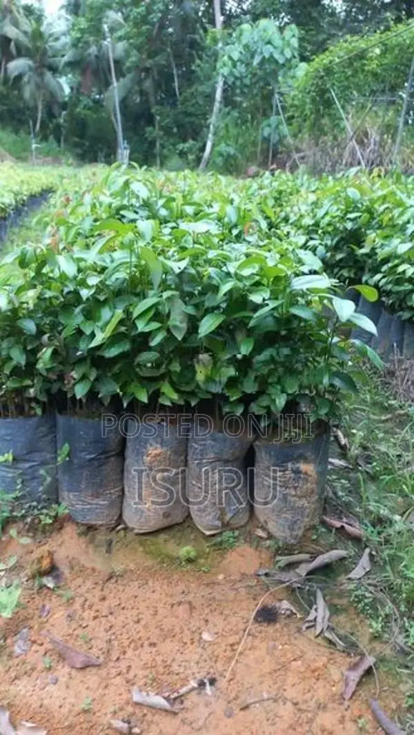 Cinnamon Plants කුරුදු පැළ