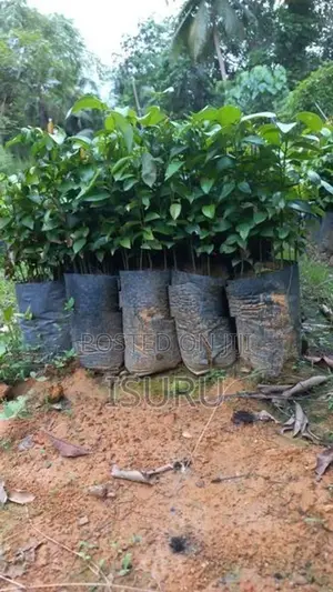 Cinnamon Plants කුරුදු පැළ