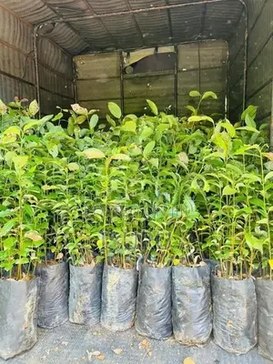 Cinnamon Plants කුරුදු පැළ