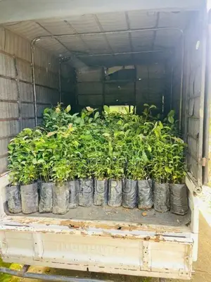 Cinnamon Plants කුරුදු පැළ