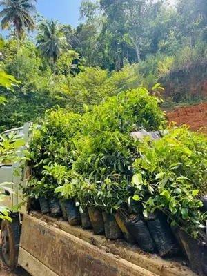 Cinnamon Plants කුරුදු පැළ