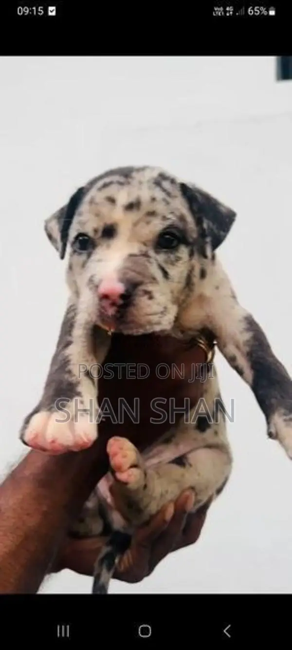 American Bully Puppy