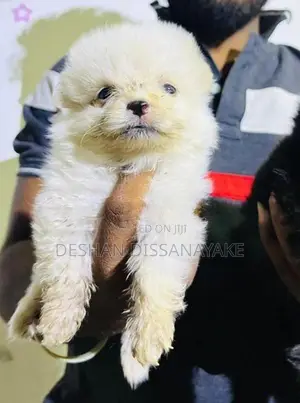 Pomeranian Puppy