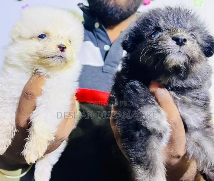Pomeranian Puppy
