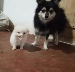 Pomeranian Puppy
