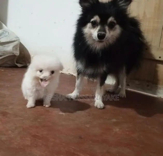 Pomeranian Puppy