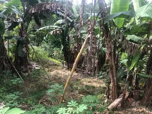 Land for sale in Kandy