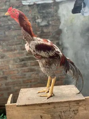 Asil Rooster